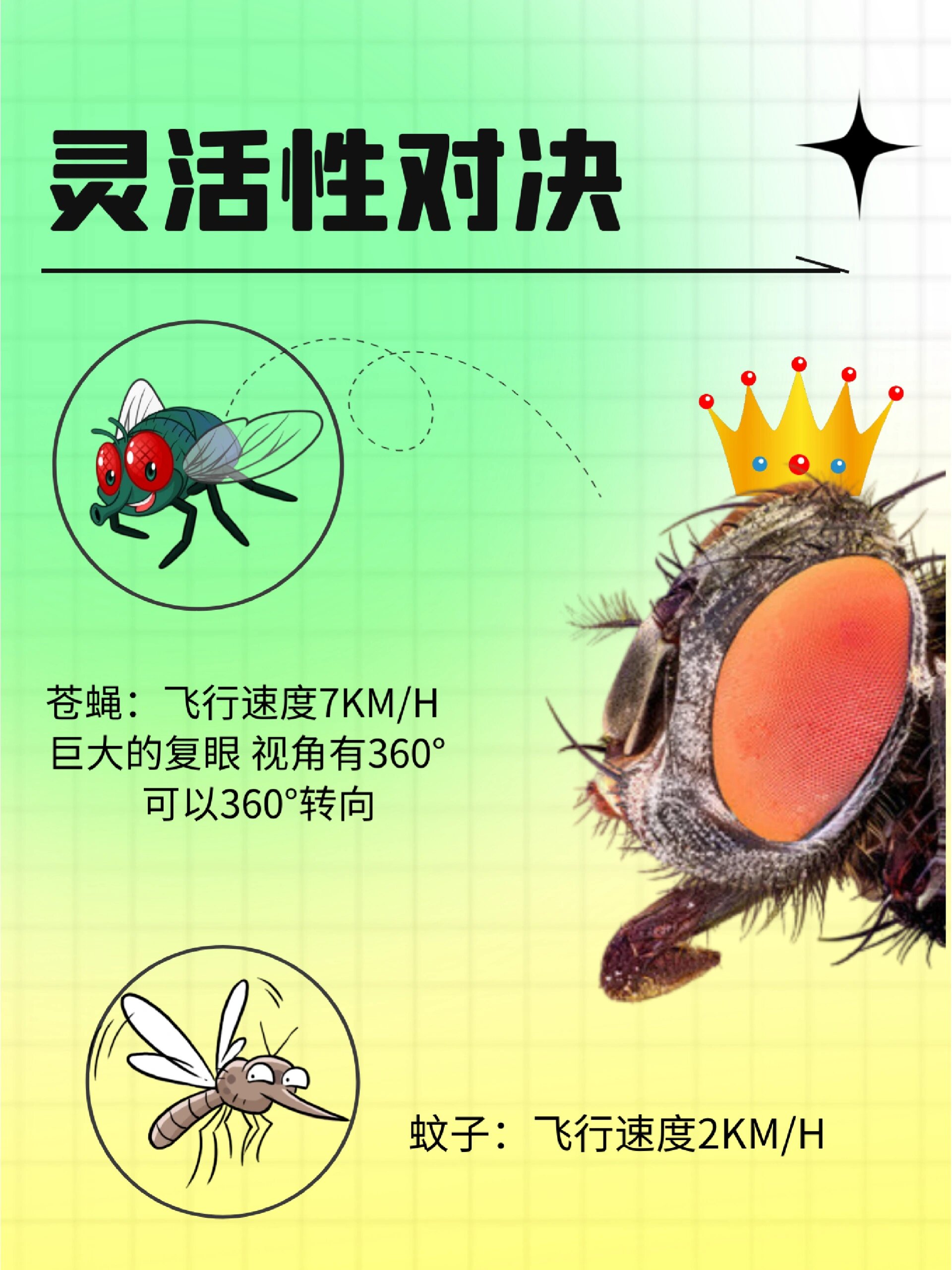 蚊子vs苍蝇,谁的杀伤力更大