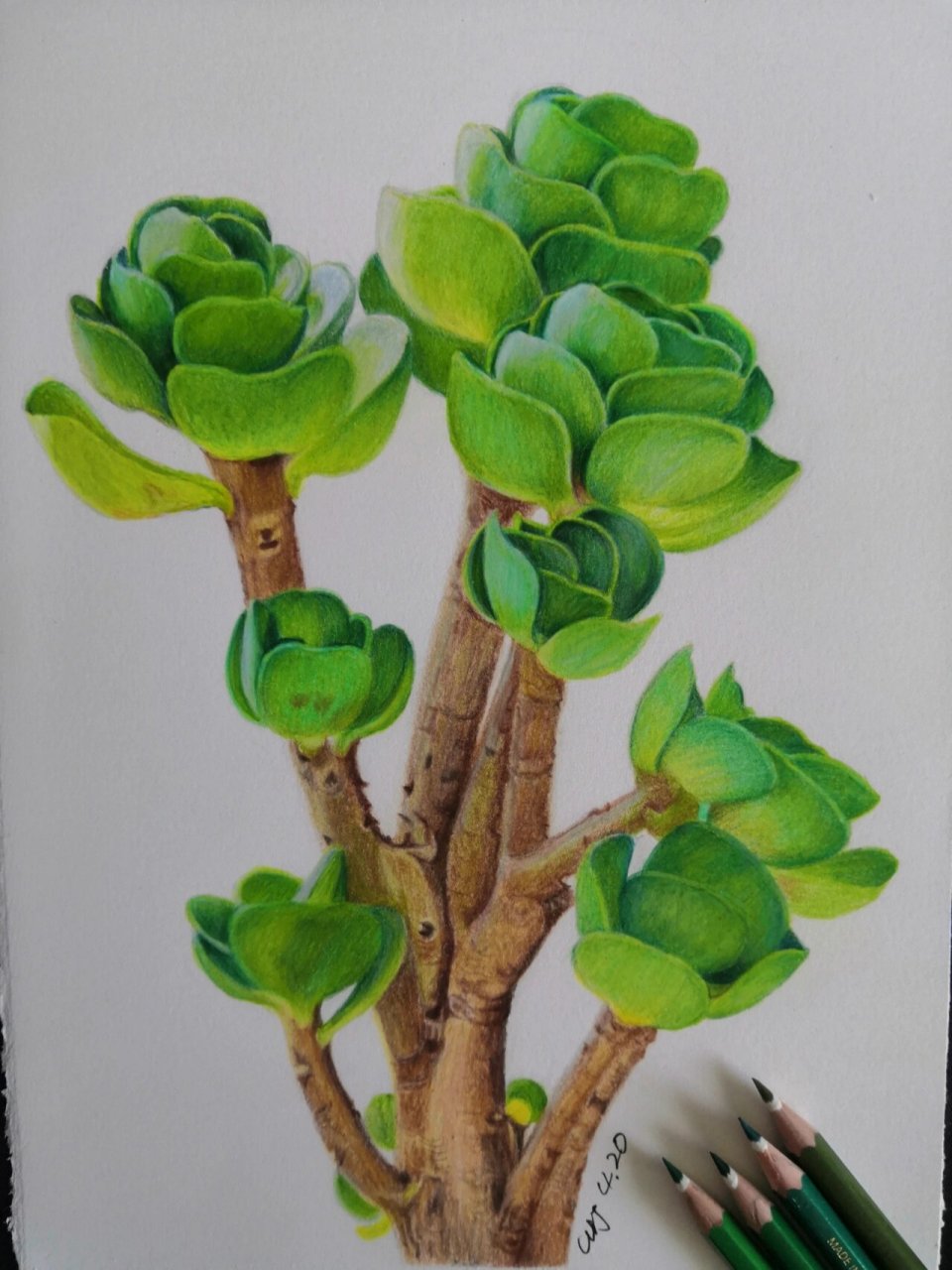 彩铅手绘—多肉金钱木 画肉肉,努力不长肉肉!