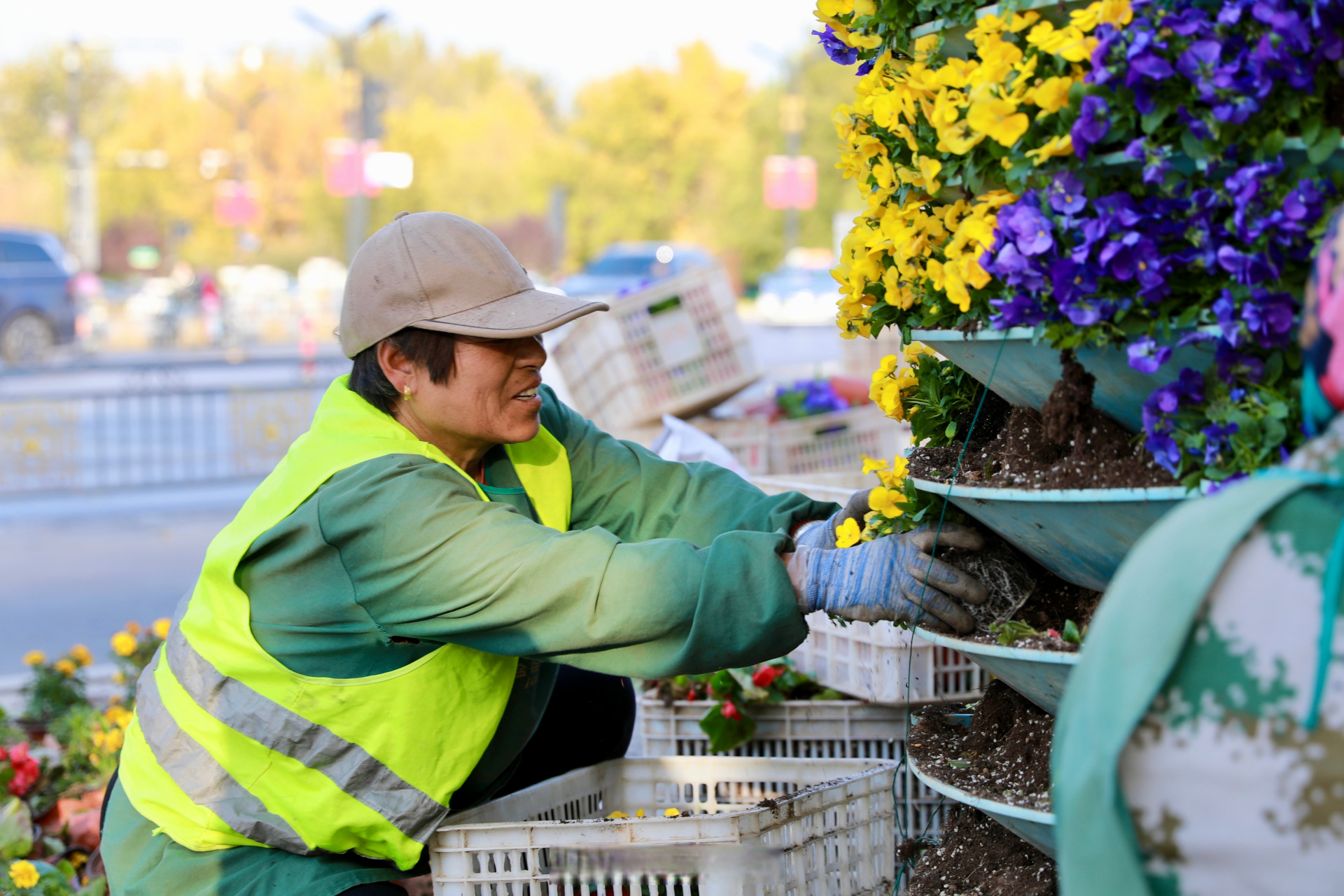 11月22日,园林绿化工人在金明广场栽种冬季耐寒花卉