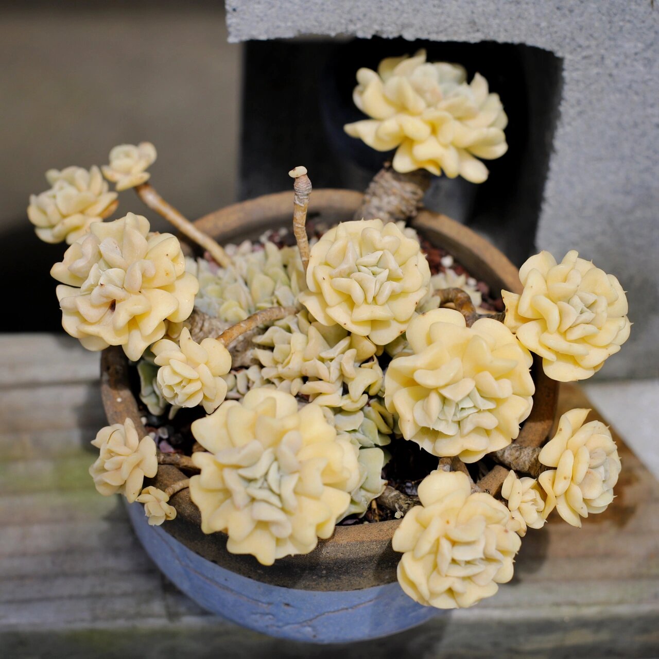 曾经有一盆养到极美的特玉莲