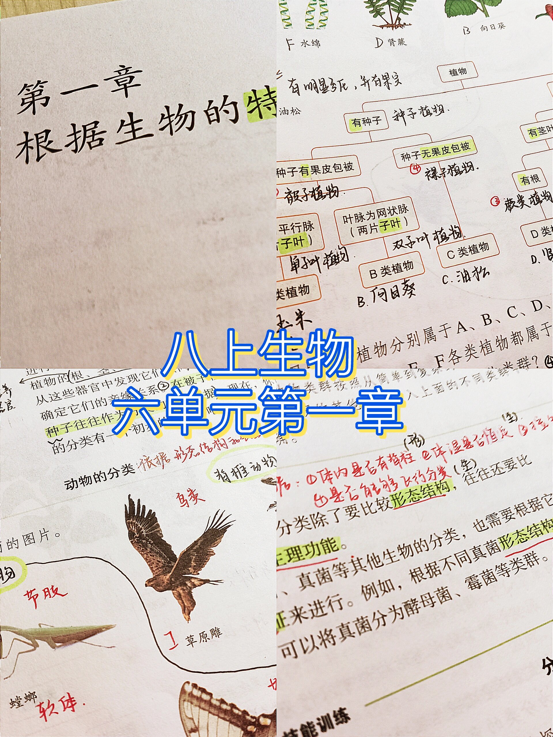 
八年级上册生物重点知识  第2张