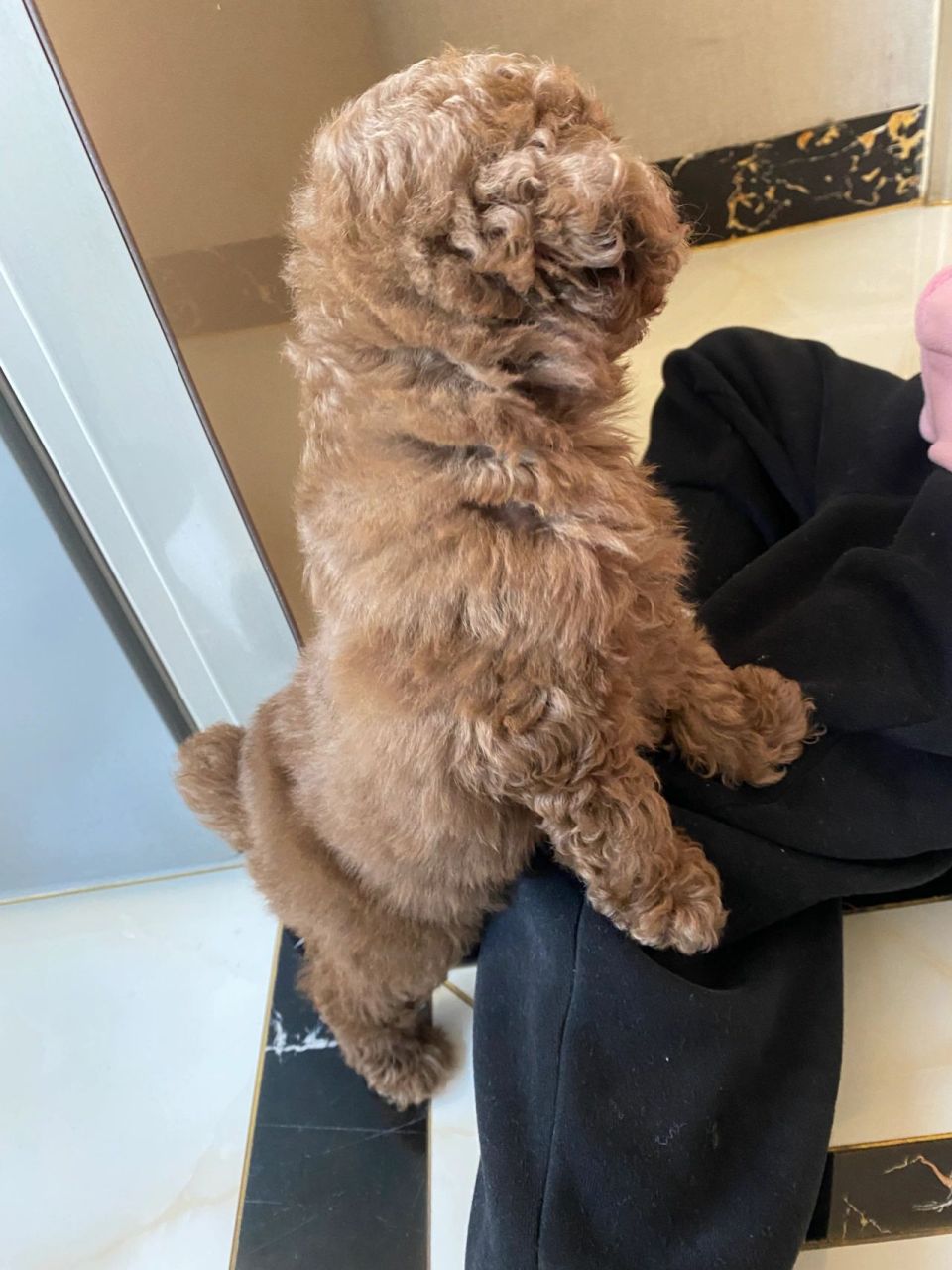 泰迪身子毛不卷 朋友说,这是串串跟泰迪的杂交狗子 只有头部四肢毛很