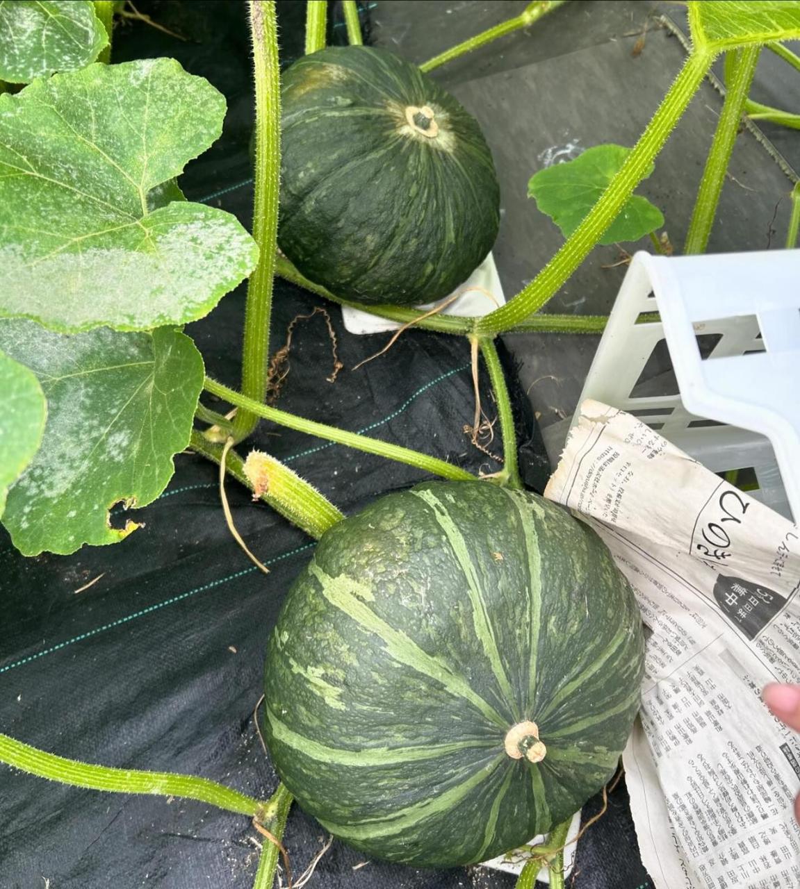 起源和历史:贝贝南瓜起源于美洲,与大多数南瓜一样,它的栽培历史可以