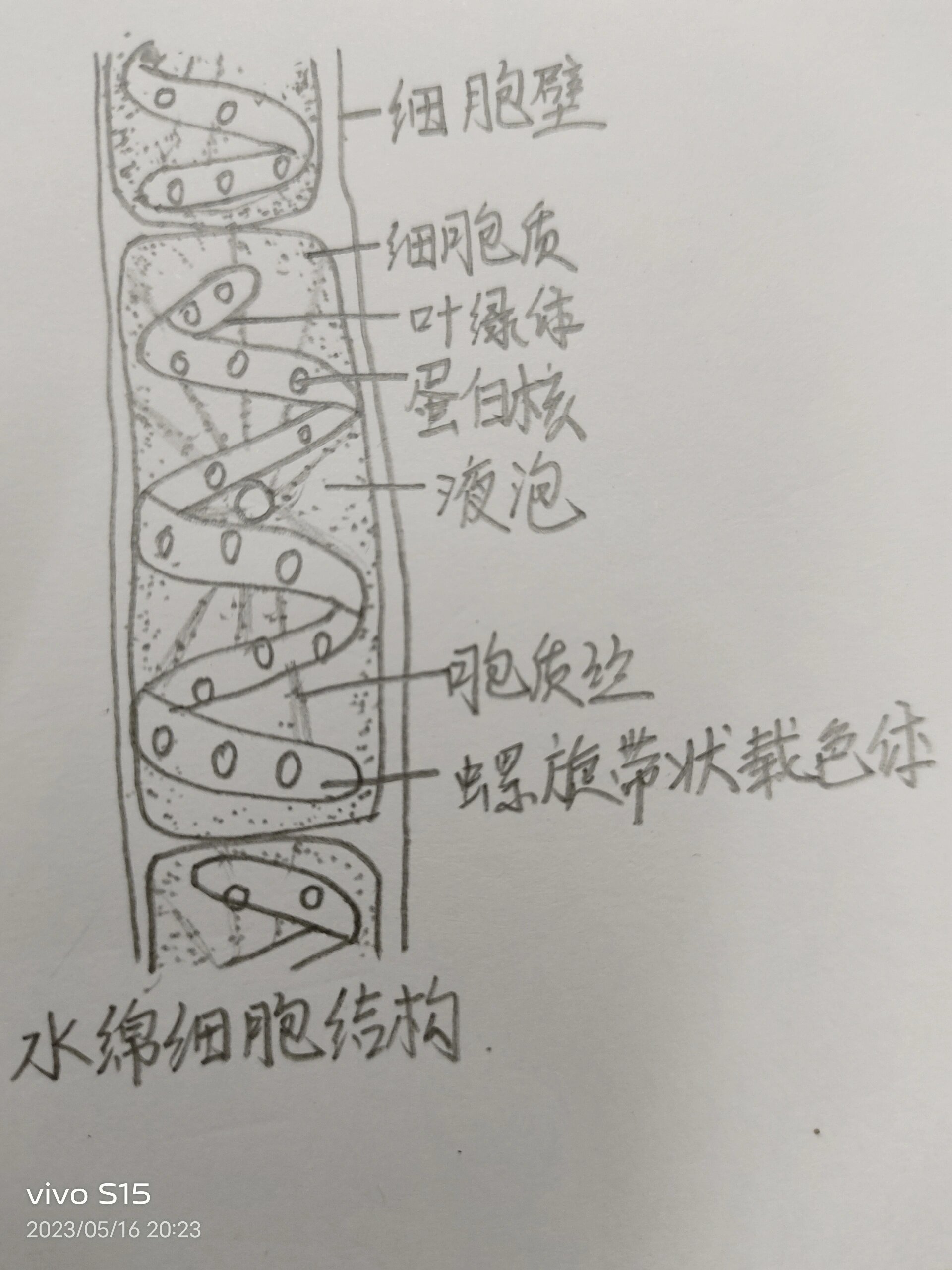 水绵细胞结构图片