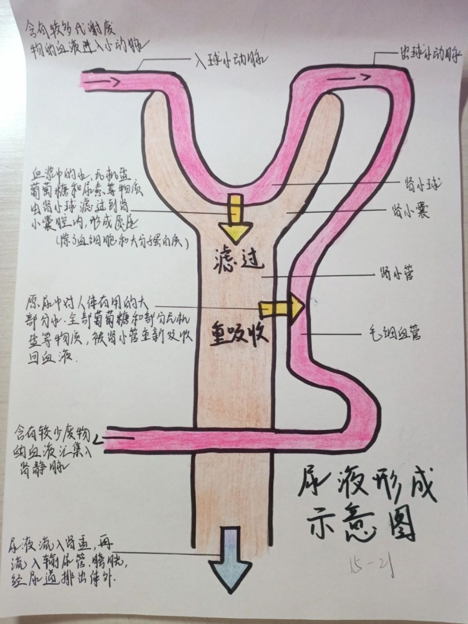 尿的形成和排出示意图图片
