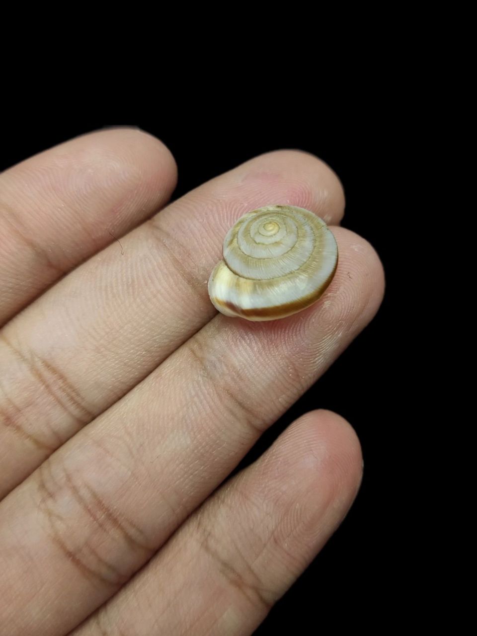 此外条华蜗牛在俄罗斯等亚洲中