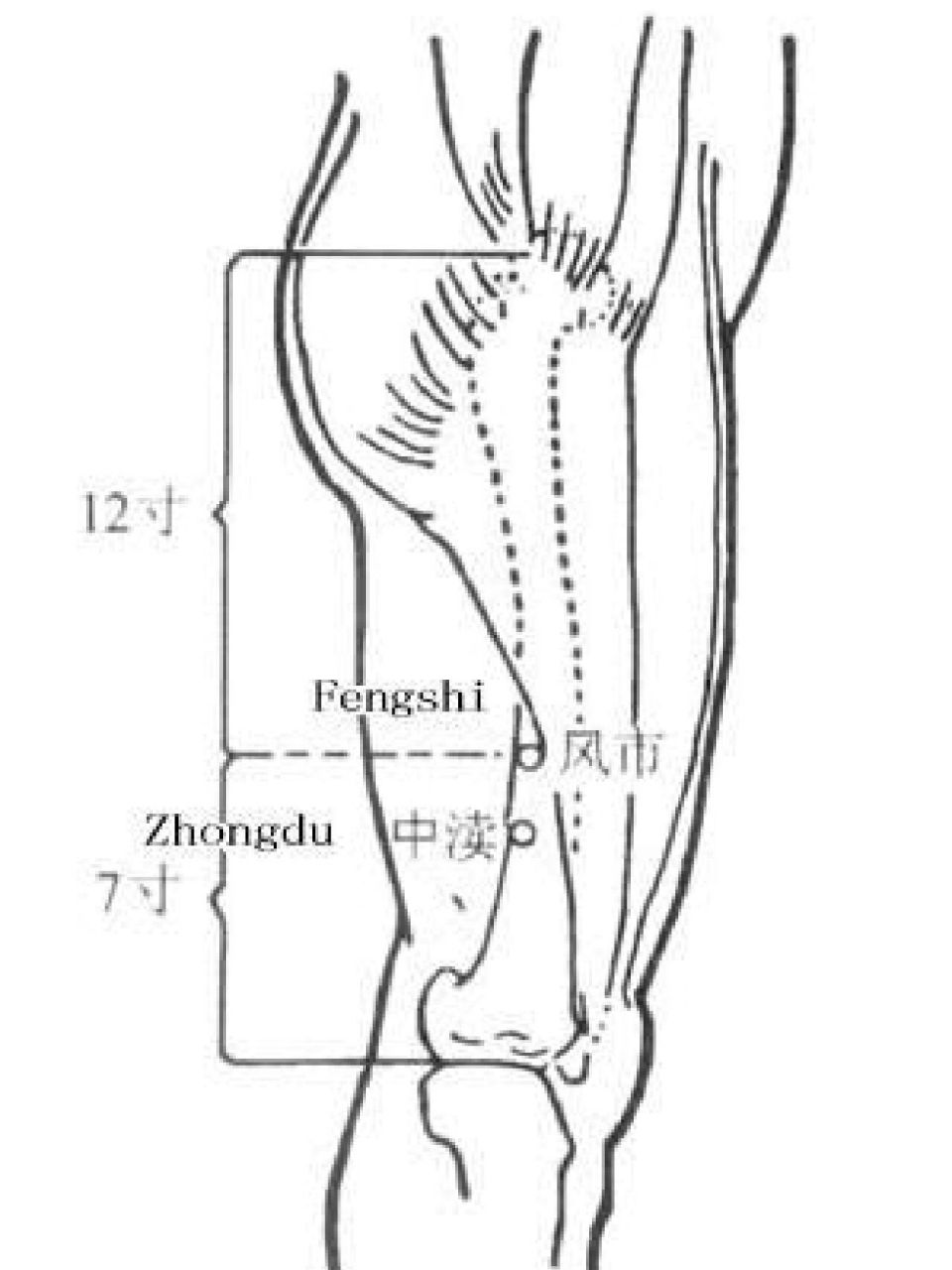 穴位小知识——中渎穴(胆经) 【位置】在大腿外侧,风市下2寸,或腘横纹