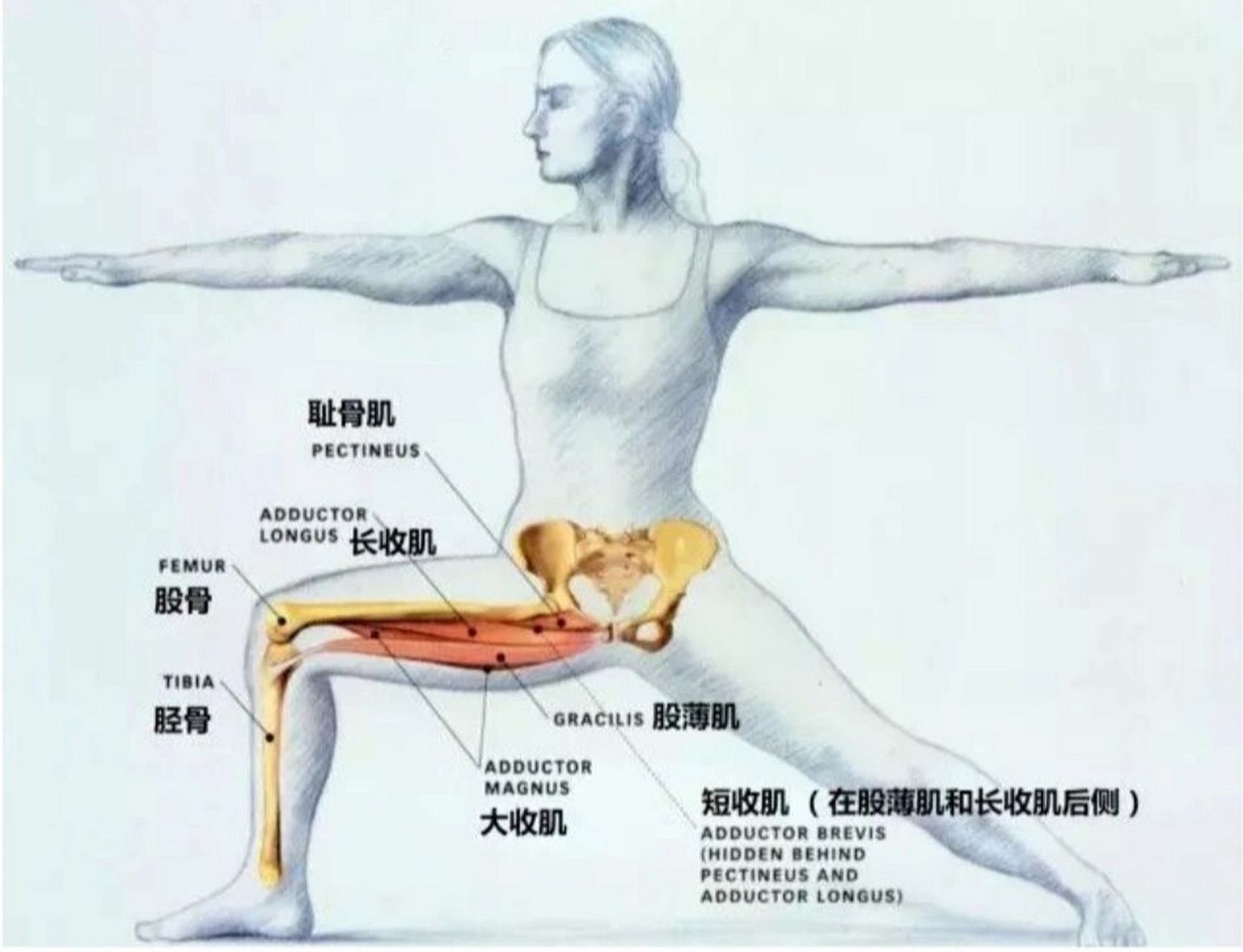 小知识分享之大腿内收肌群 "大腿内收肌群"由大收肌,长收肌,短收肌