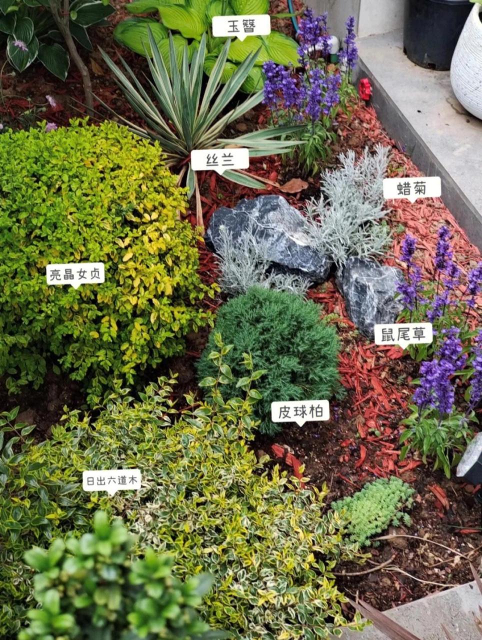 收藏!景观设计中常见花镜植物汇总    案例来源