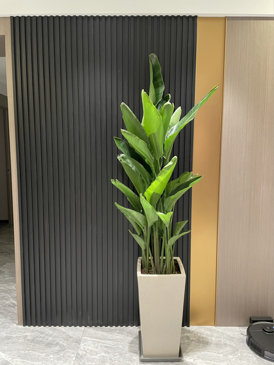 玄关颜值担当,绿植天堂鸟,富贵鸟进场～ 本来准备放千年木,首先是盆子