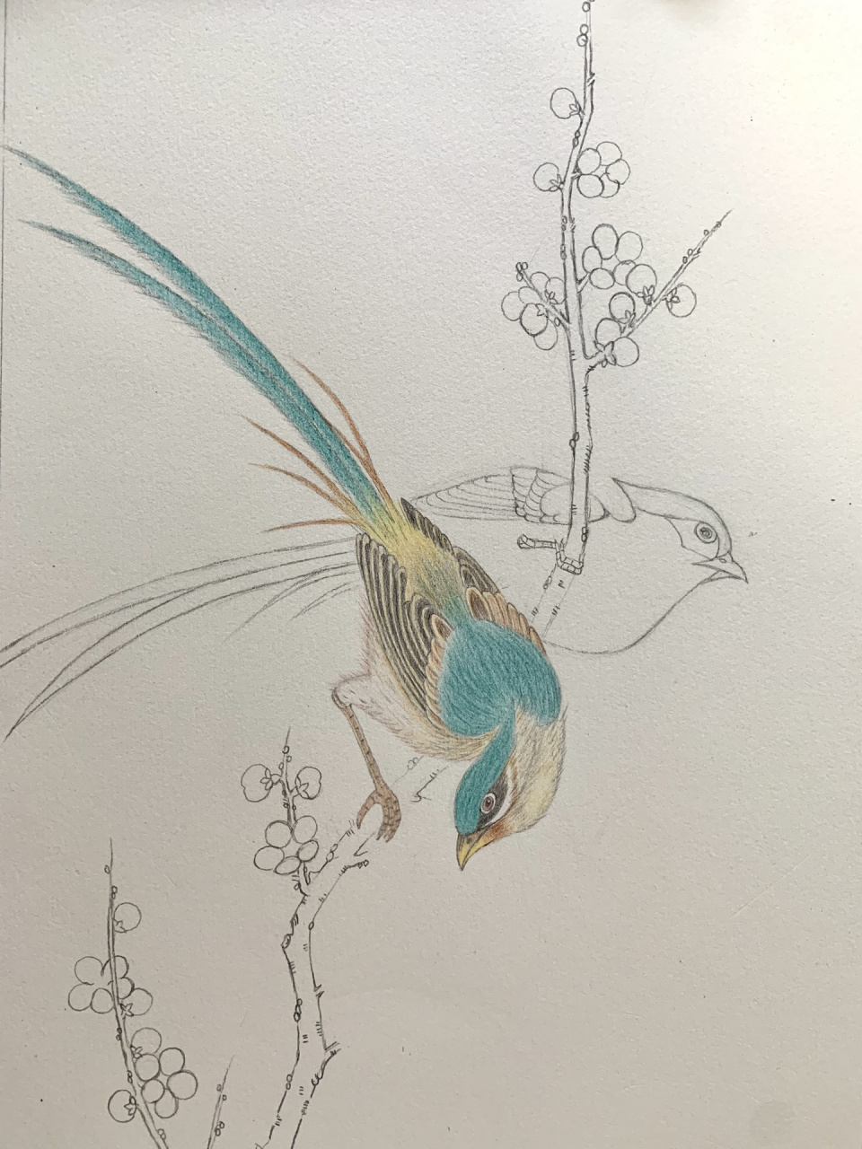 彩铅画花鸟 色号不好对,白天比较好上色.