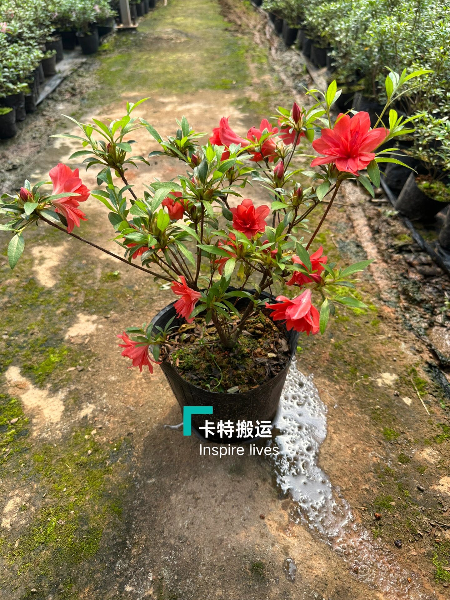 沙浪杜鹃花盆景图片