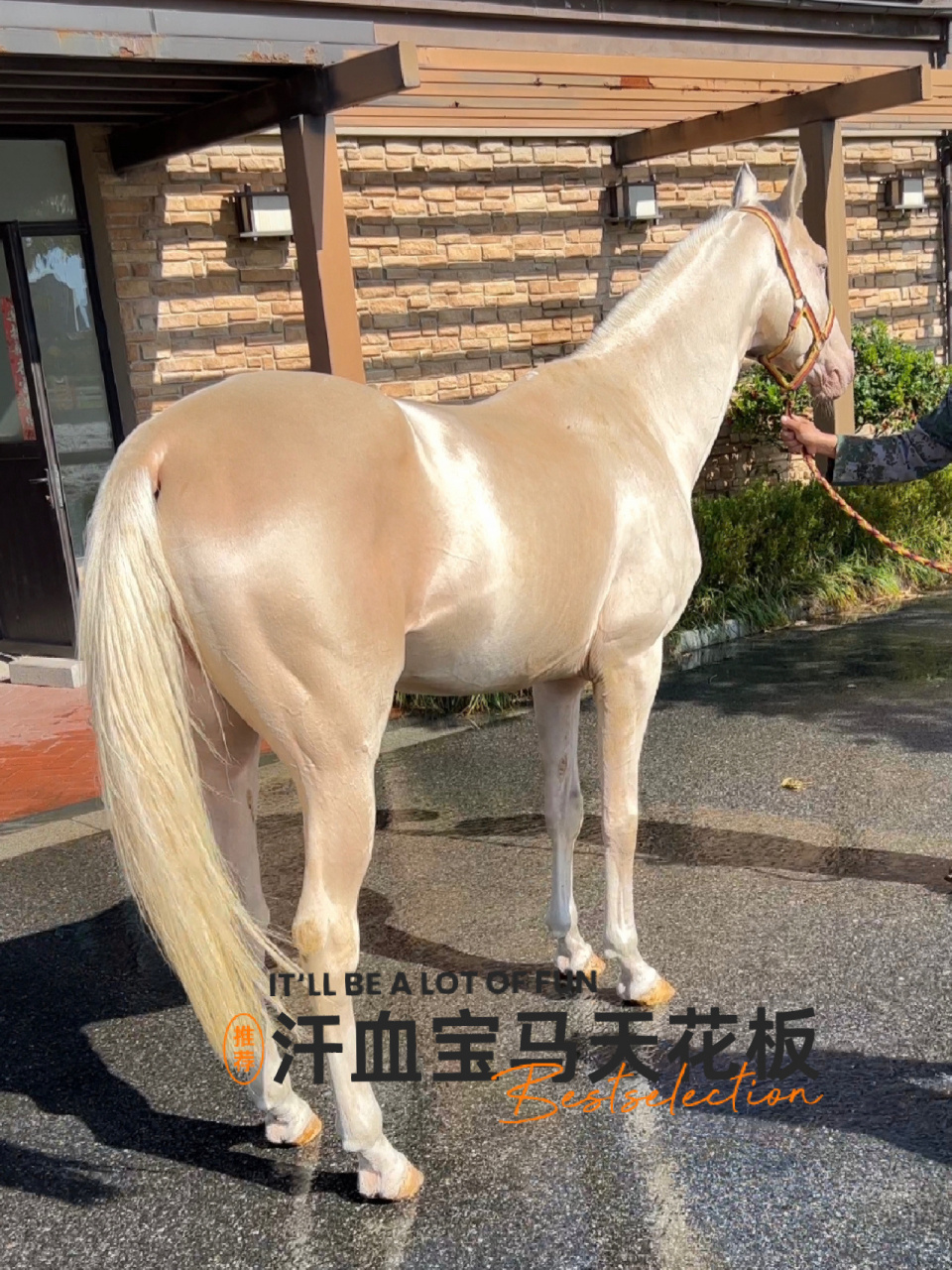 汗血宝马知识科普|汗血马文化 90关于图片: 世界排名前十的汗血公马