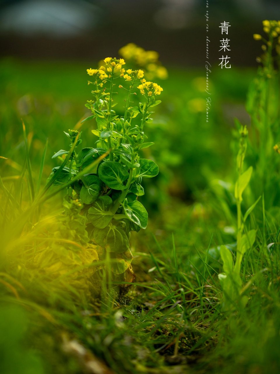 闲花野草逢春生真相图片