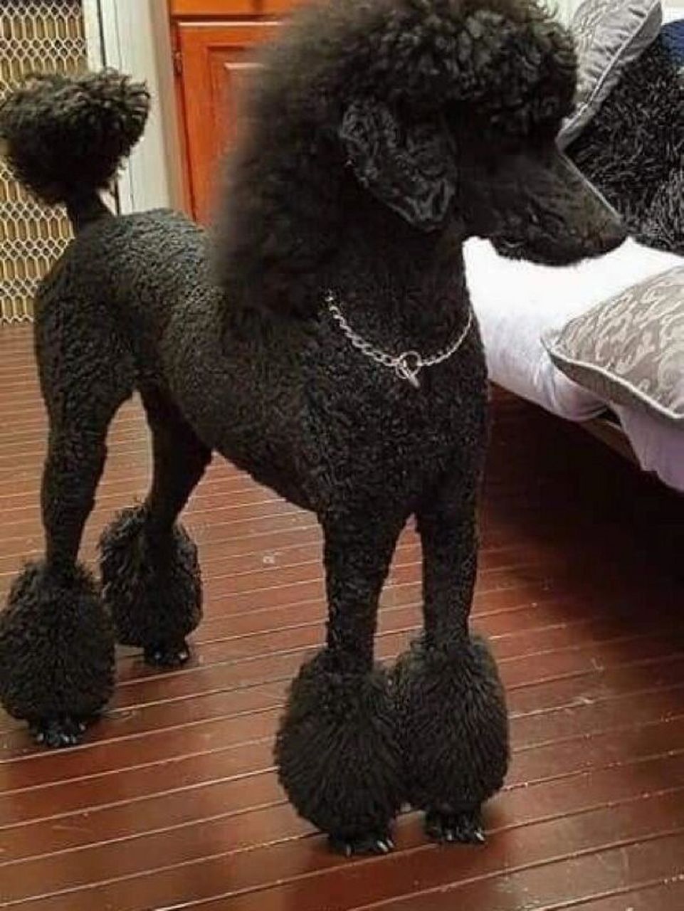 气场强大的黑色巨贵