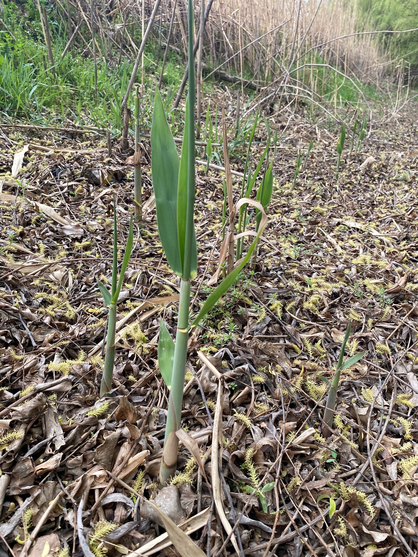 这个居然是芦苇笋,一脚一个,太解压了,能吃? 能不能吃?好不好吃?