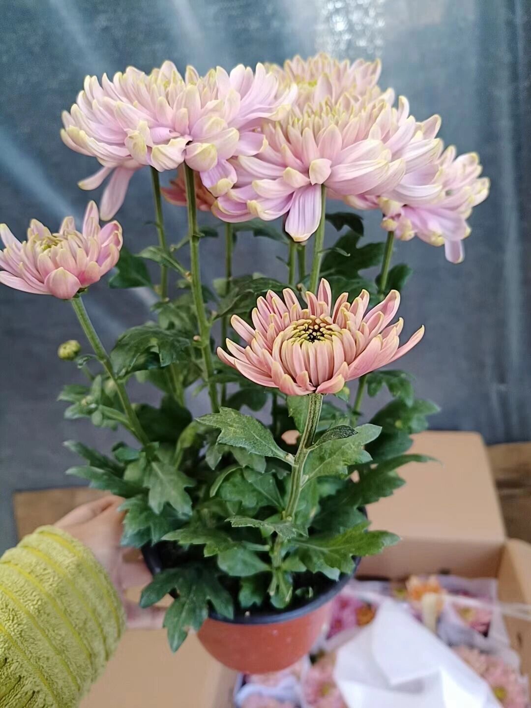 粉绿天赞菊开箱 千里之外收到的!超级赞哦 关键还包邮