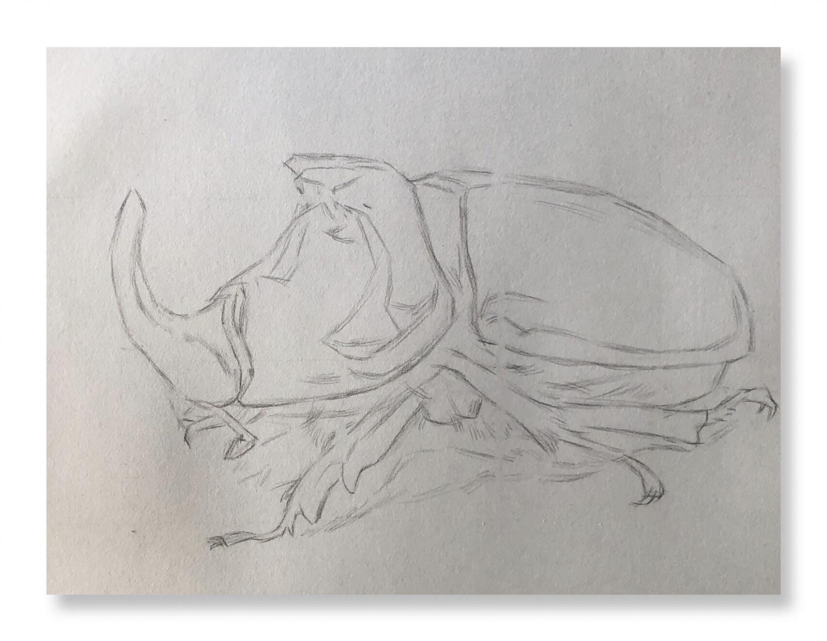 素描甲壳虫:四个步骤教会你 材料:欧丝丹碳笔,软,中,硬(值得推荐)