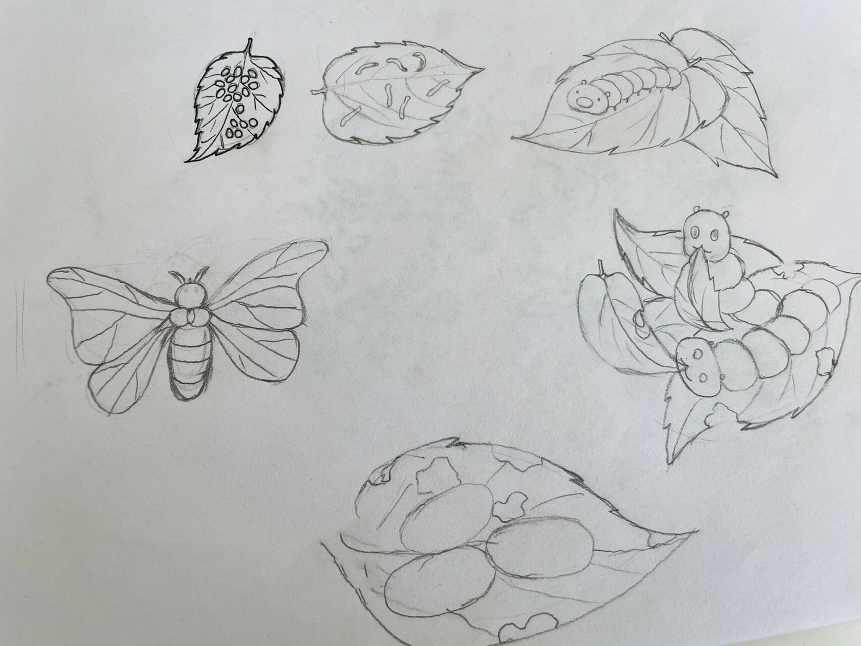 原创自然笔记-蚕的生长 蚕从卵到蚕蛾大约需要50多天,生命如此短暂.