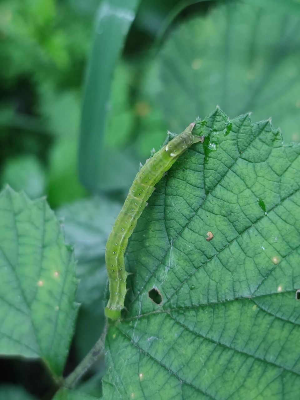常见害虫 甜菜夜蛾幼虫,蔬菜sha手,病虫害本害.