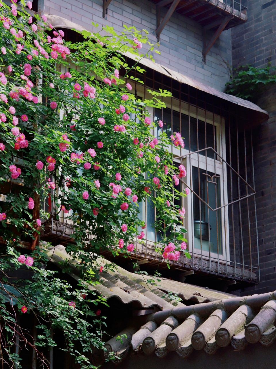 西安城墙边的蔷薇花开啦78 位置就在广仁寺出门向前走四五百米的