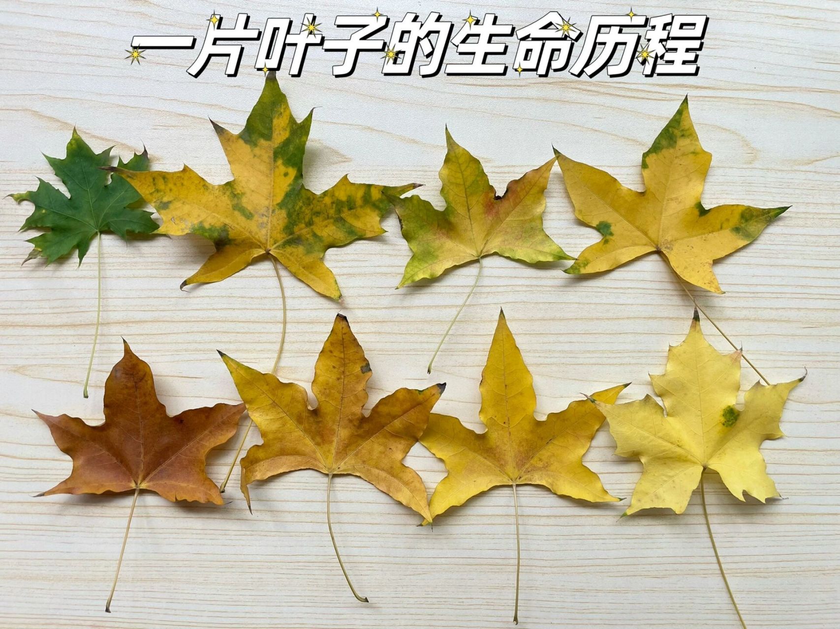 树叶变色的具体原因93所有的树叶中都含有绿色的叶绿素,树木利用