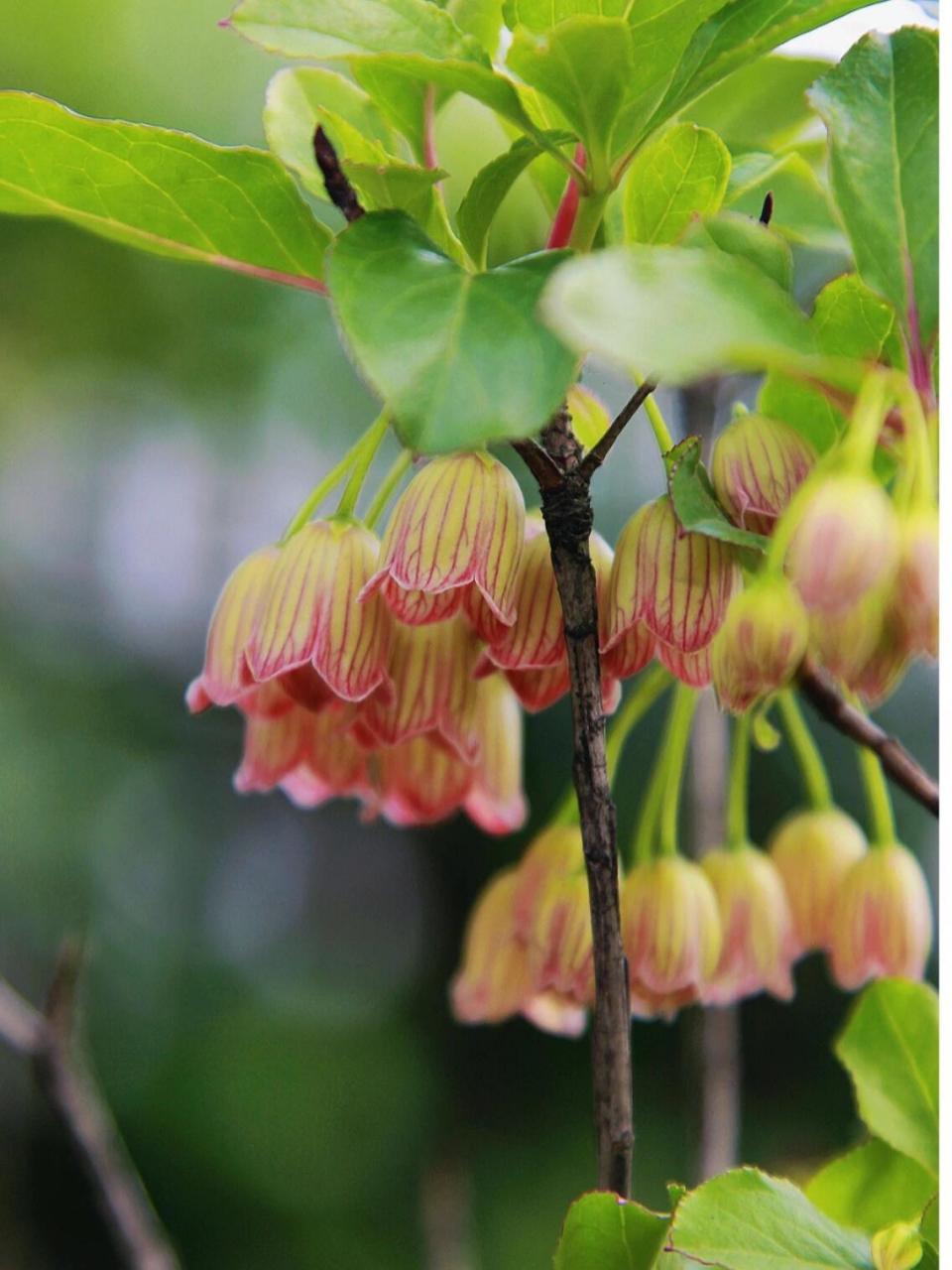 日本吊钟|可爱迷人 90日本吊钟(enkianthus perulatus),杜鹃花科