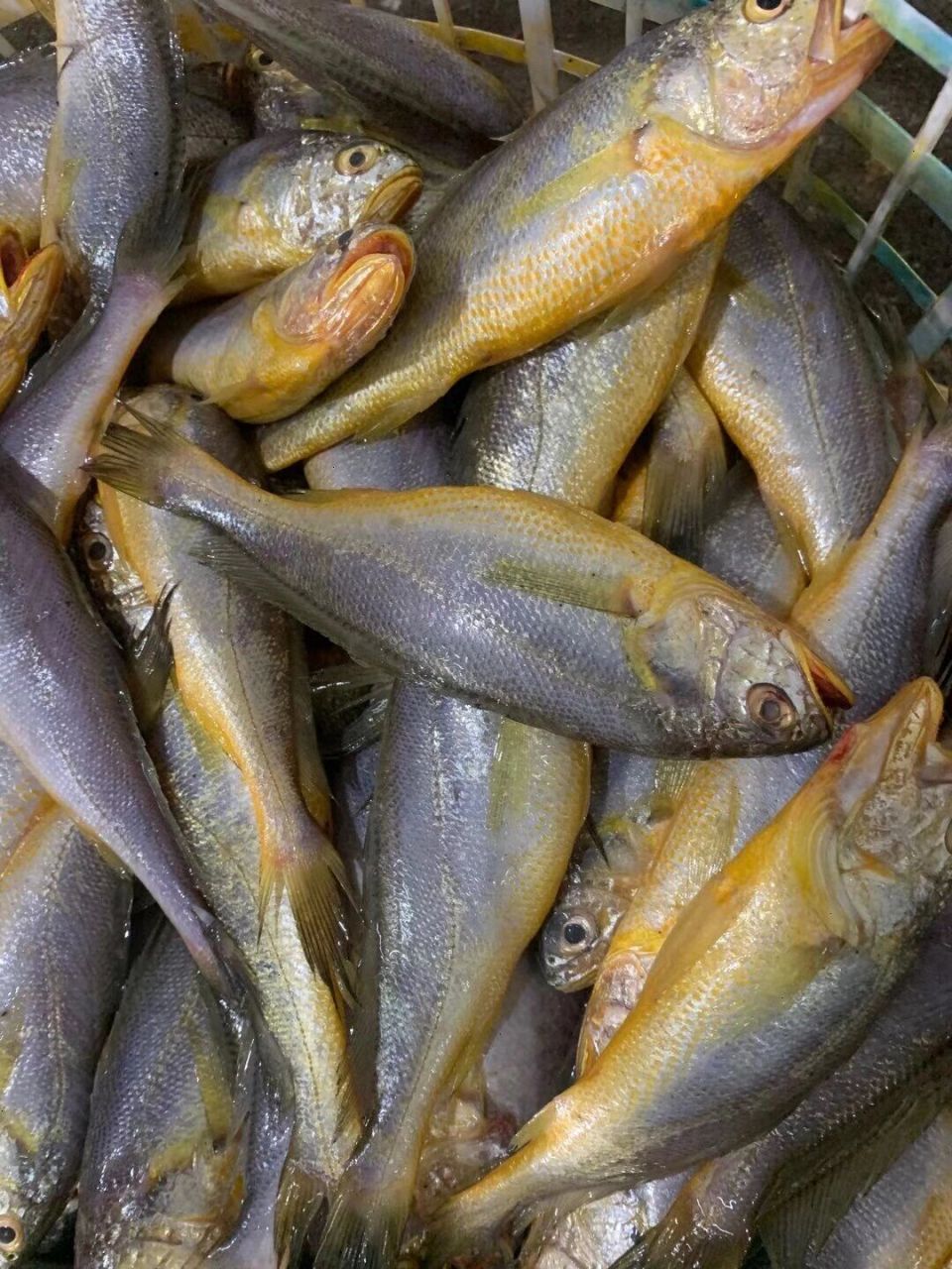 今天给大家介绍一下我们市场上常见的海鱼 16615小黄鱼9999