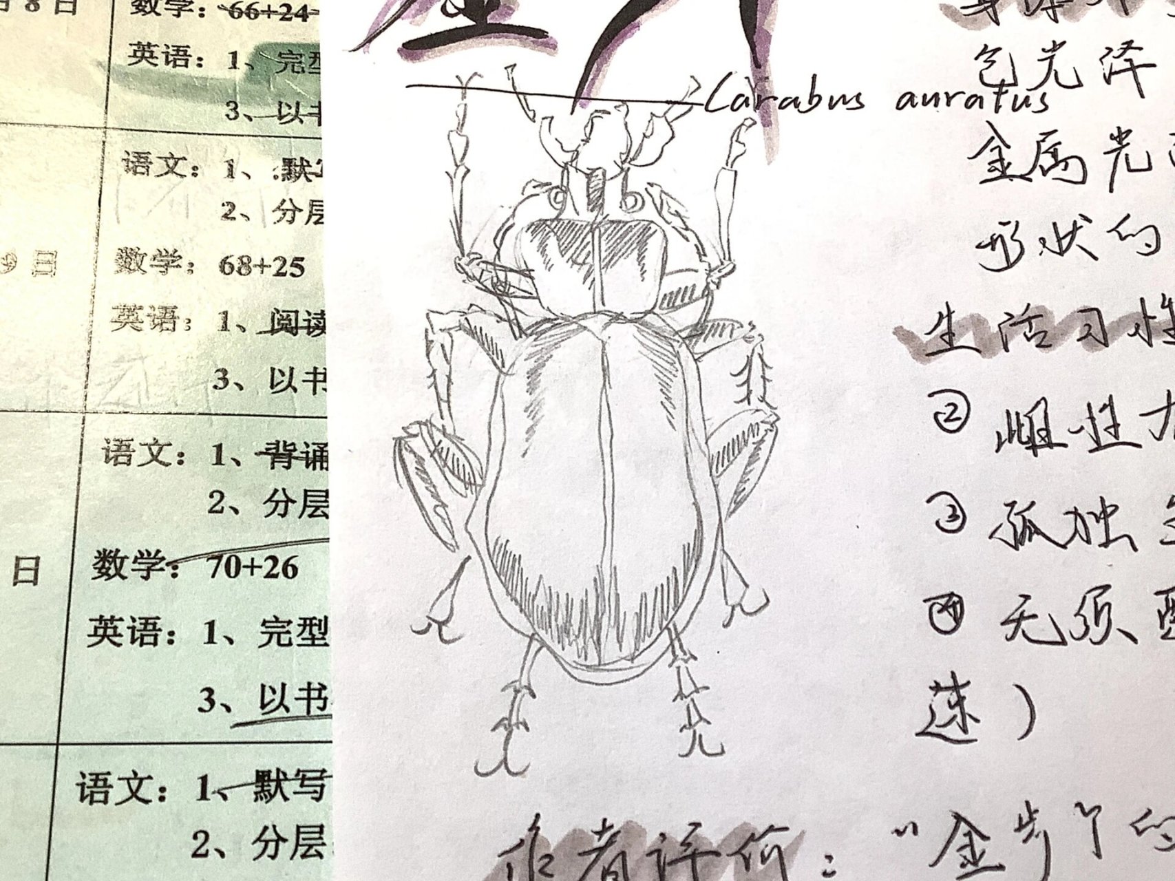 昆虫记🪲—金步甲! 来咯来咯!啊?昨天上传的⏫萤火虫说违规了?