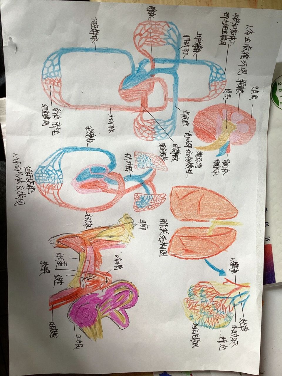 七年级下册生物系统概念图