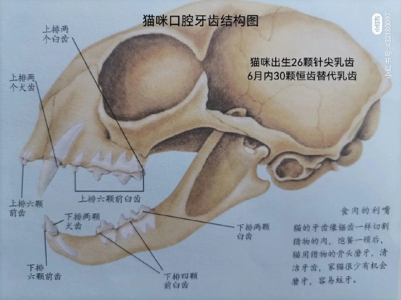 猫的肠道结构图图片