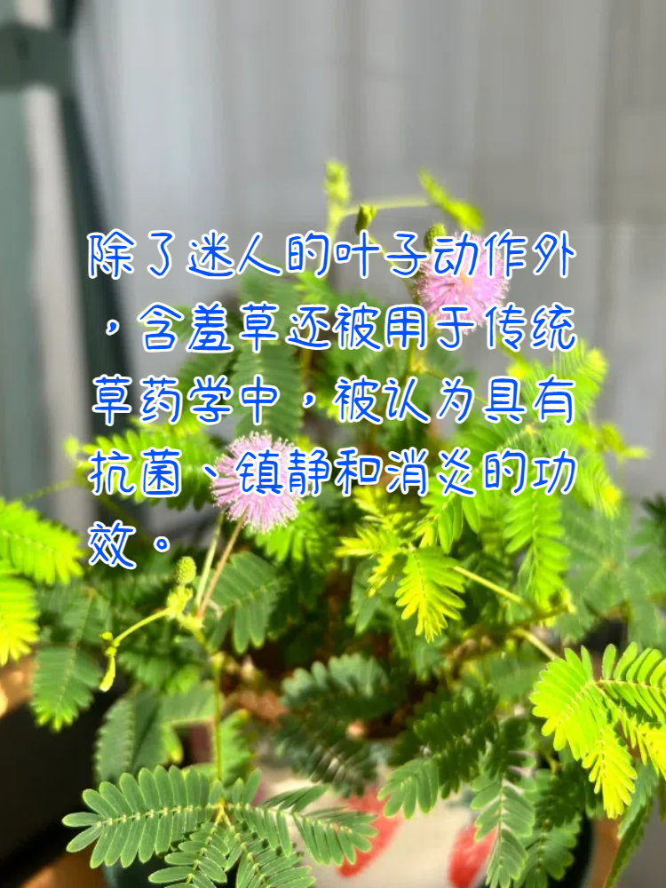 含羞草介绍资料