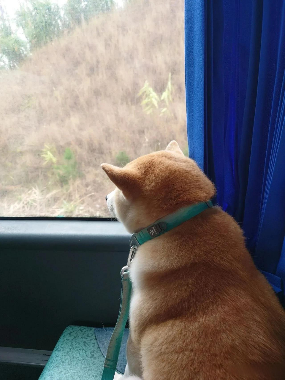中年狗忧伤的背影