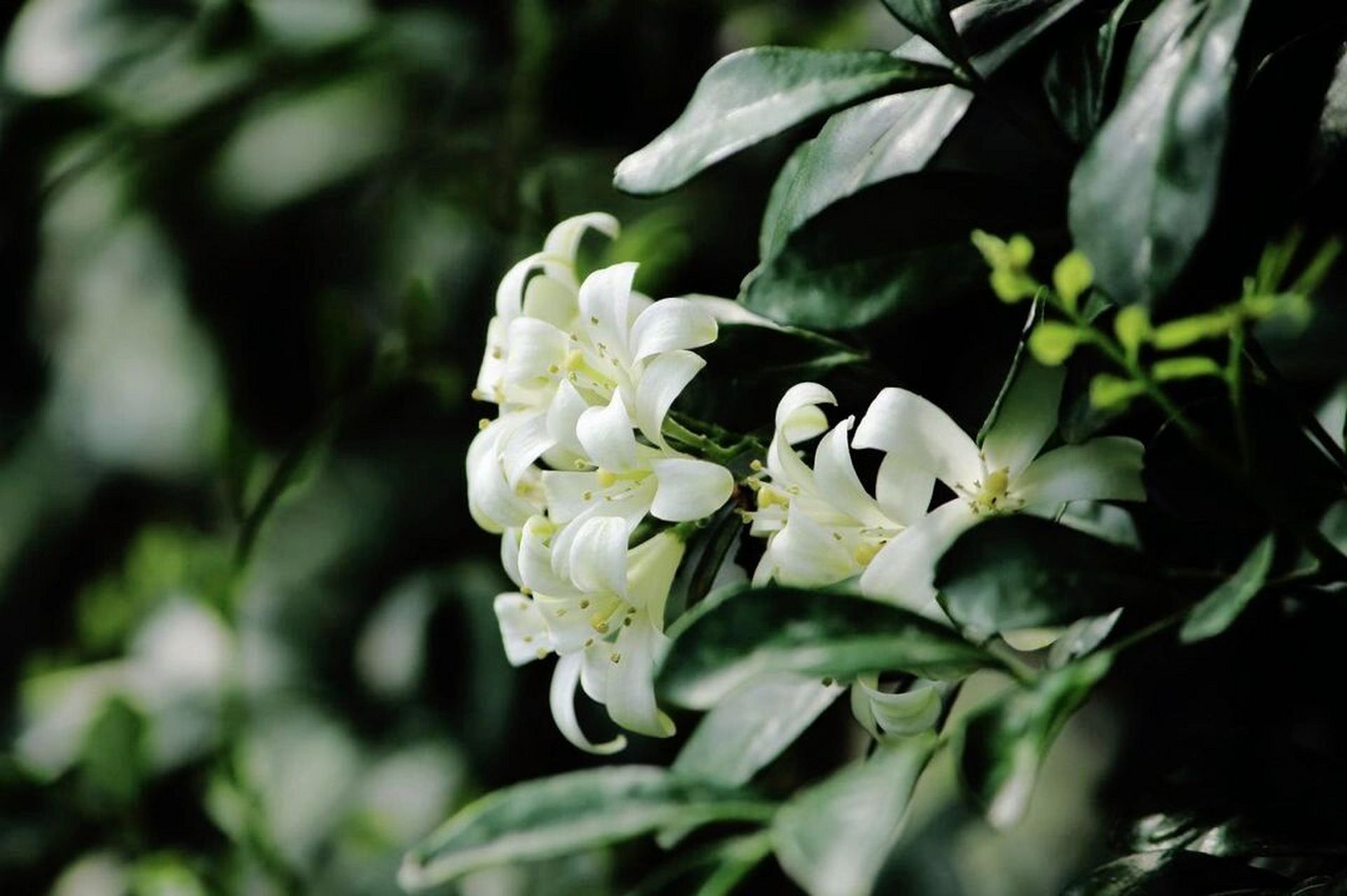 九里香,别名:七里香,千里香,九树香 纤纤绿裹排金粟,何处能容九里香.