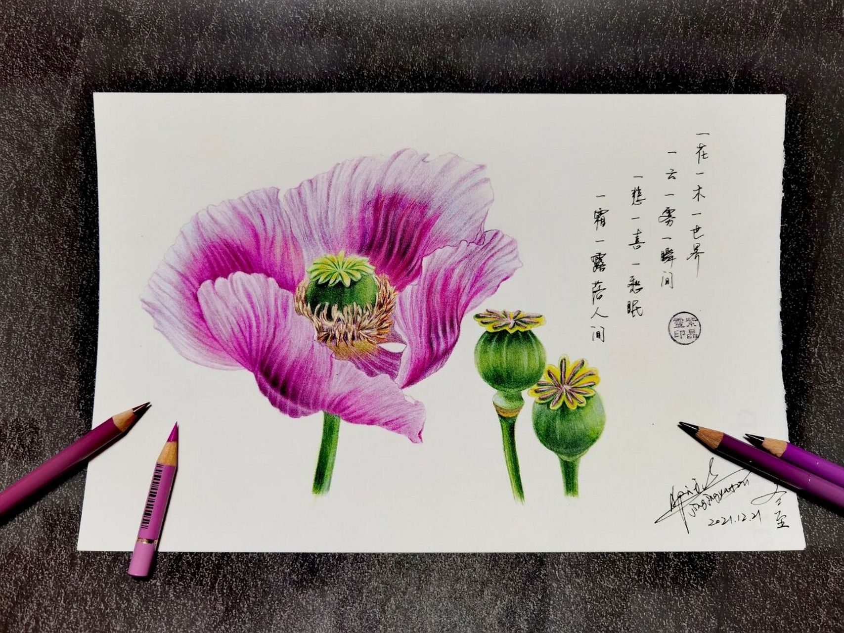 彩铅临摹#彩铅花卉#罂粟花 绿辉 获多福细纹190g