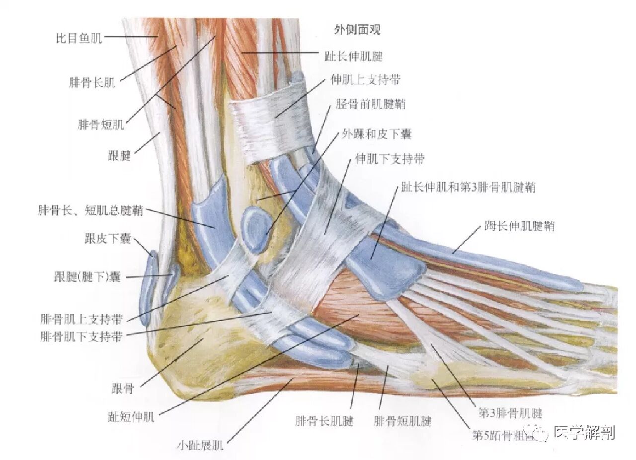足踝外侧鼓包?当心腱鞘囊肿