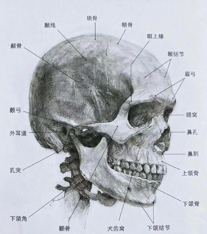 画头像一定要透彻的了解头部骨头和肌肉结构 #头像
