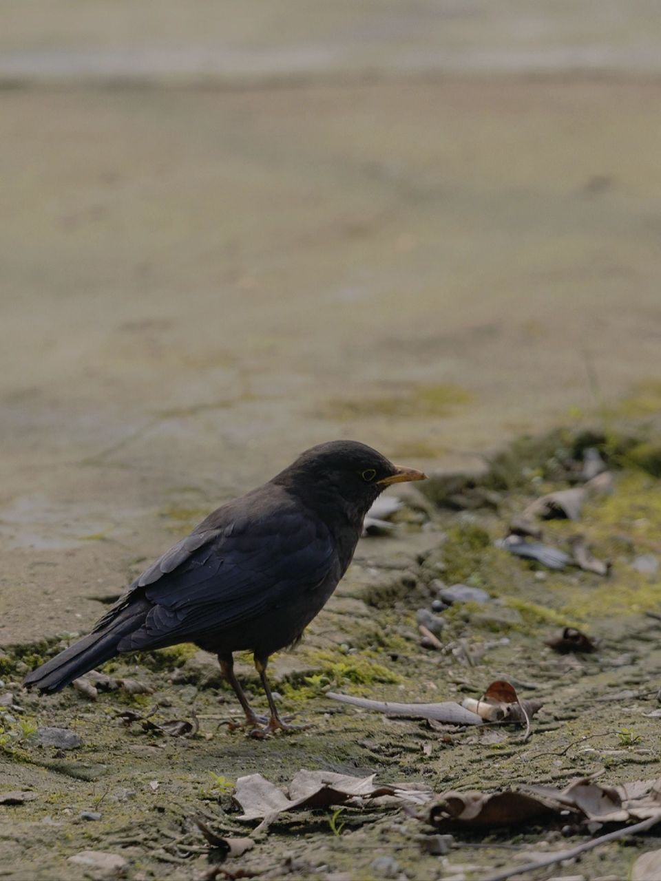 八哥与乌鸫的区分 差异点不少,但我认为最容易的区分方法是气质判断.