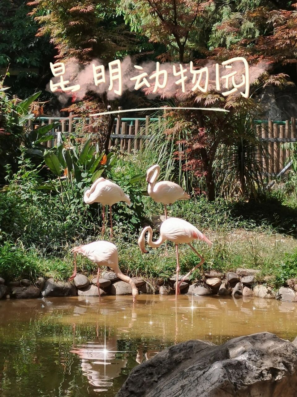 昆明人的童年回忆——圆通山动物园 90 门票只要20 线上购买后直接