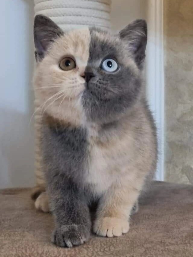 英国短毛猫(置前观看该小猫目前更新图片) 目前异瞳英国猫在北美是被