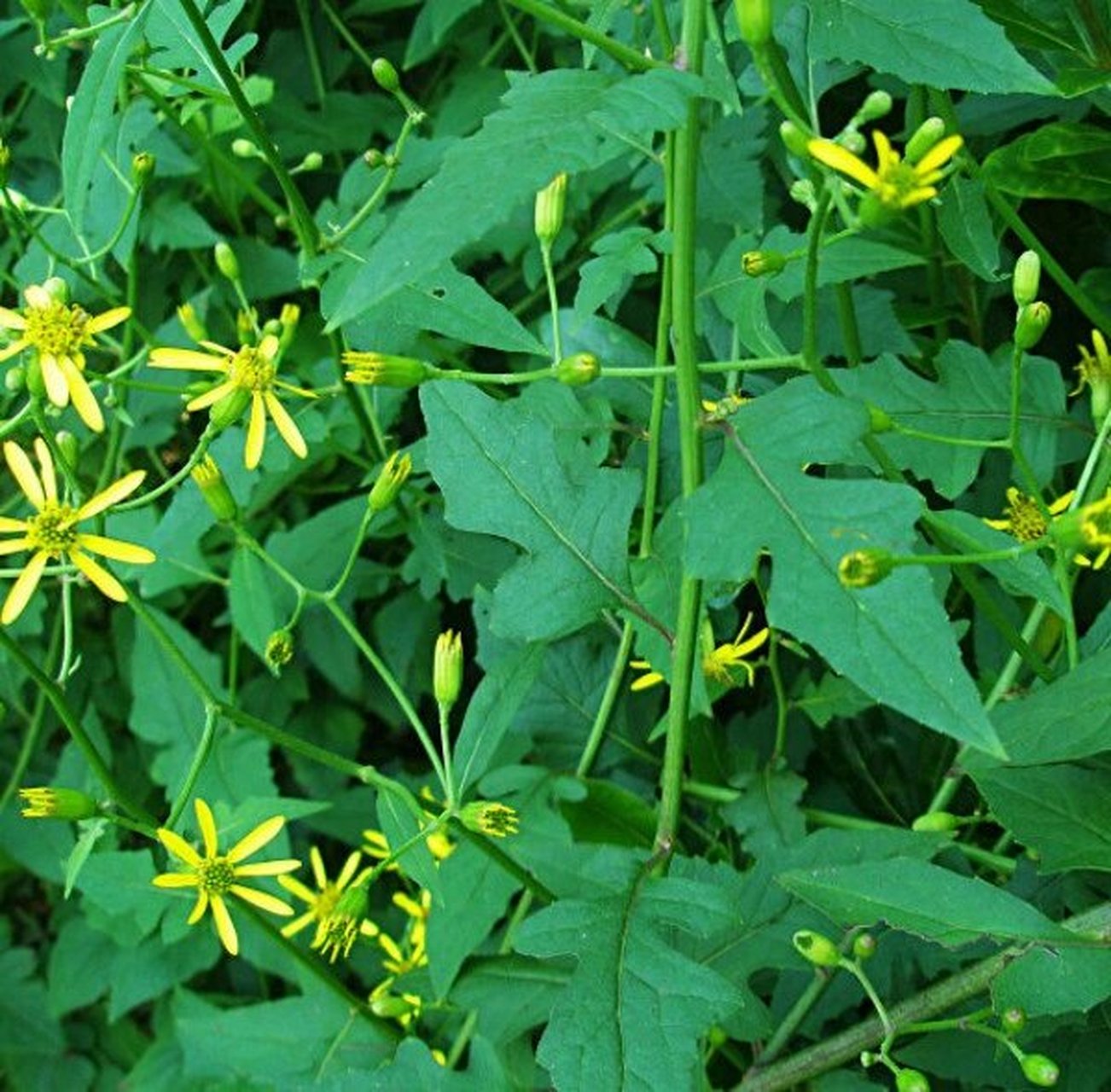 止痒草药后续 昨晚回家,用了飞扬草,艾草,臭花煲水给老豆洗澡,希望他