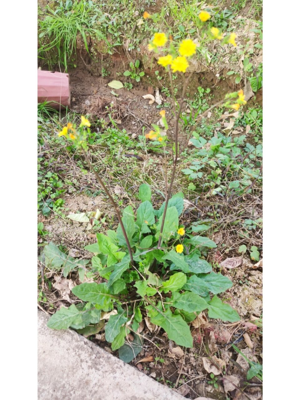 黄鹌菜花色图片