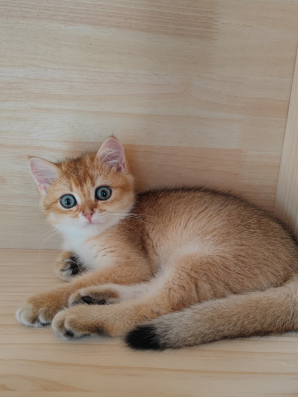 左滑帮猫猫长大 #宠物# #猫猫日常# #可爱猫咪# 	 小伙子不知不觉长大