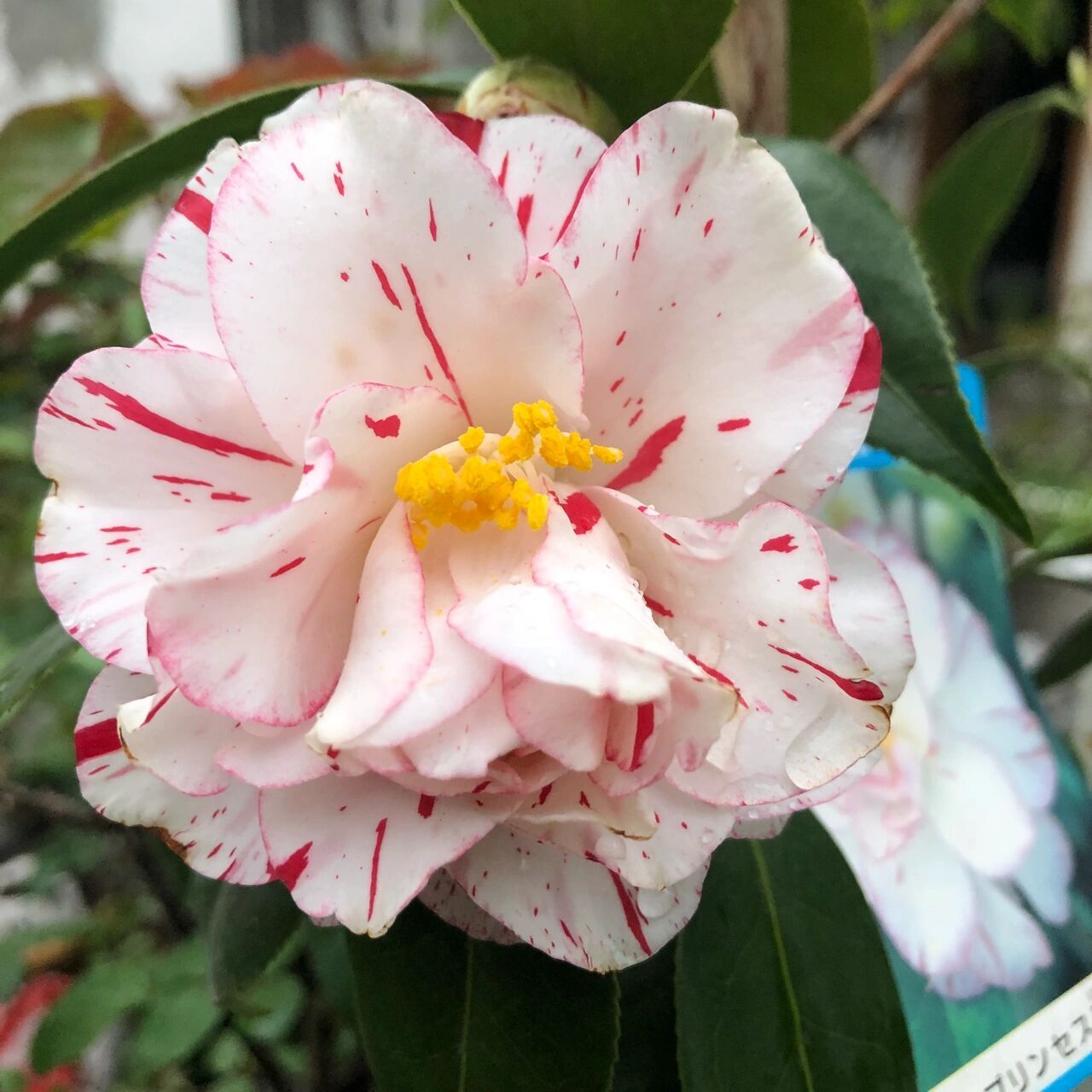 「茶花」雅子 日系茶花覆伦雅子,比国产的多一层红遍遍