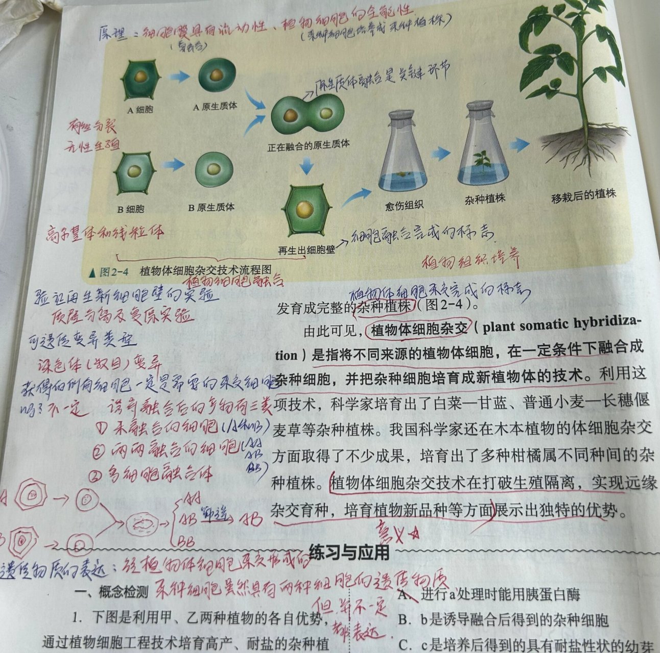 植物体细胞杂交技术图片