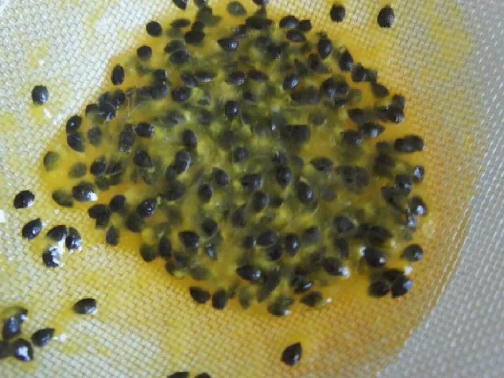 但是百香果籽很难从百香果里分离出来,所以在吃果子的时候,难免会