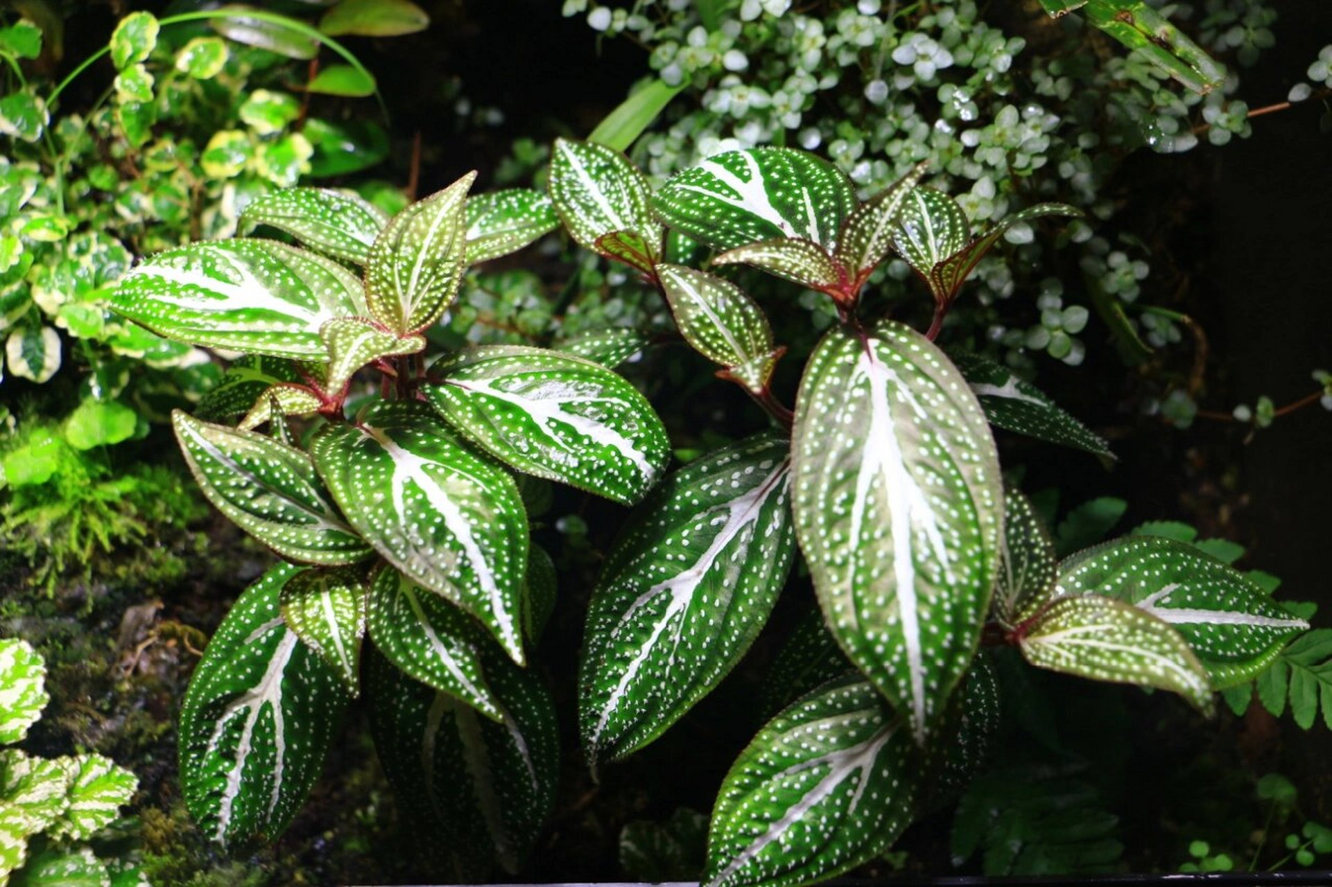 雨林植物|蜂斗草