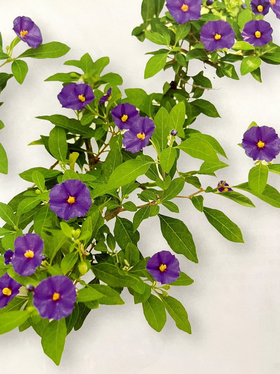 别名:蓝花十萼茄.上市时间:6-9月(盆栽).花季:夏季~秋季.花期:5-10天.