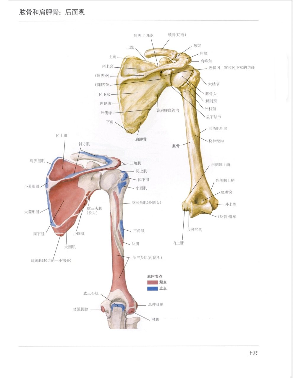 肩甲下角图片