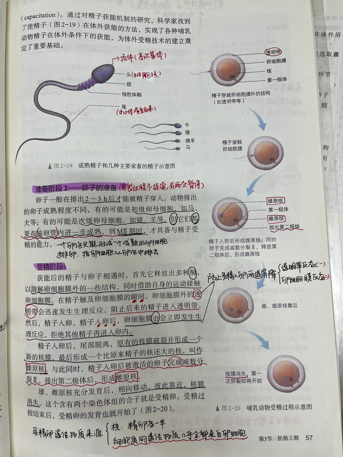 高中生物|精卵结合|胚胎早期发育 精子获能(能力),形成过程是连续的